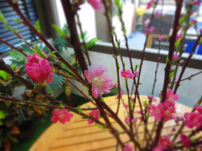 桃の花　ＪＴＡ　八重山.JPG